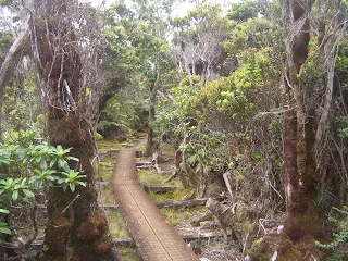 Alakai Swamp, ein Holzpfad führt hindurch